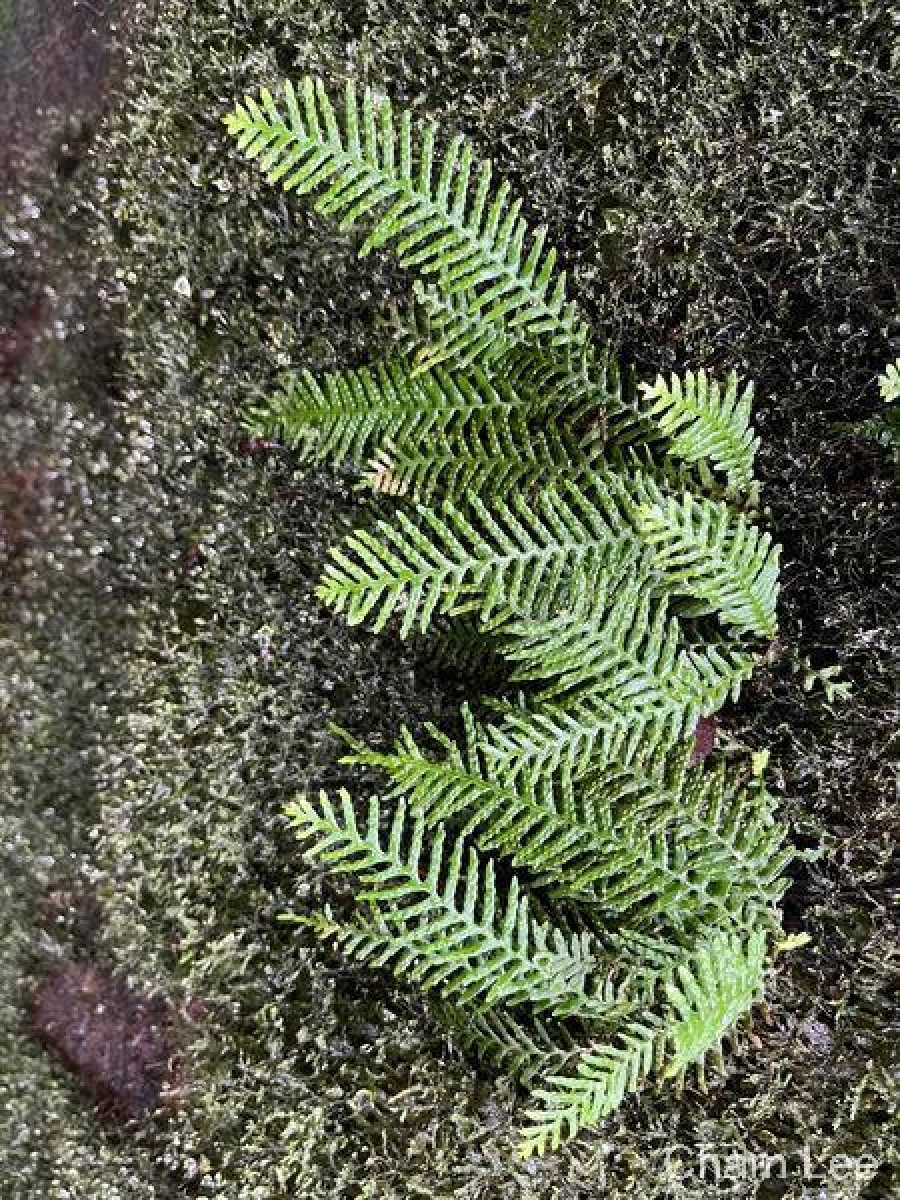 Prosaptia